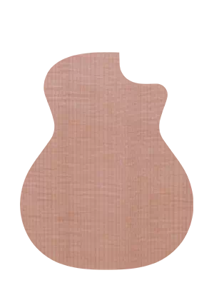 Sitka_Spruce